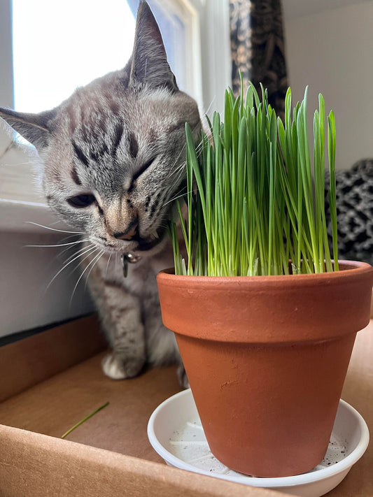 Enjoying a nibble of Natural potted Cat Grass (10 Pack), this happy cat savours a fresh, green treat for optimal health.