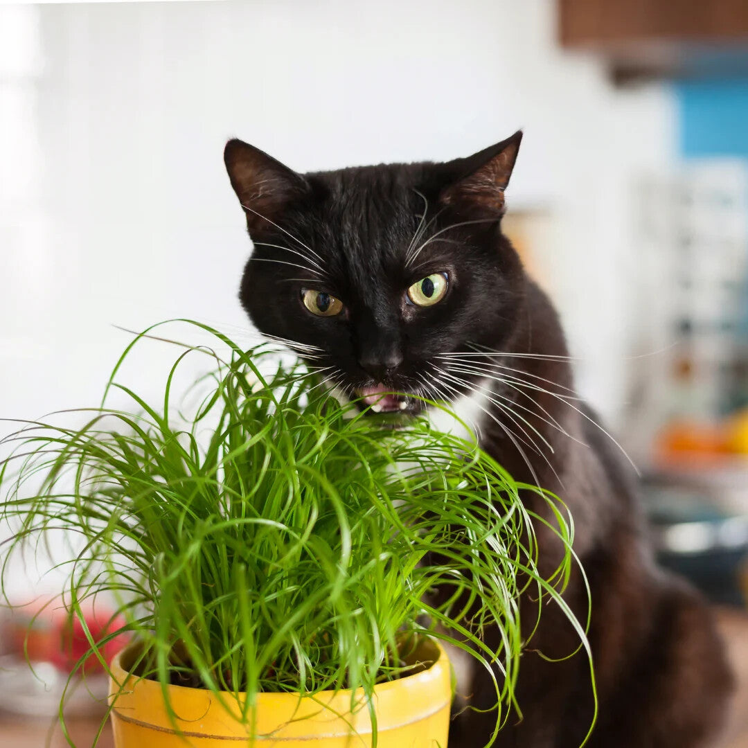 Black cat enjoys nibbling on Natural potted Cat Grass (10 Pack), a healthy treat for happy, vibrant felines.