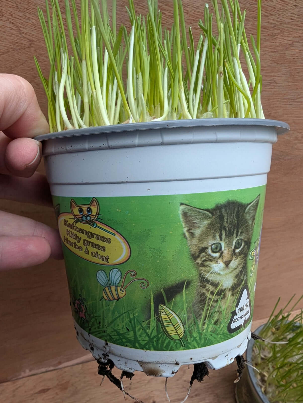 Natural potted Cat Grass (10 Pack) in a vibrant pot, ideal for nourishing your cat’s natural instincts and health.