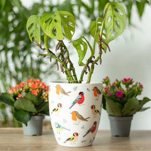 Brighten your space with the British Garden Birds Ceramic Plant Pot, featuring charming designs of Blue Tit, Robin, and more.