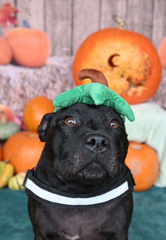 KATE'S TREASURES15 - NOVEMBER BLOG POST